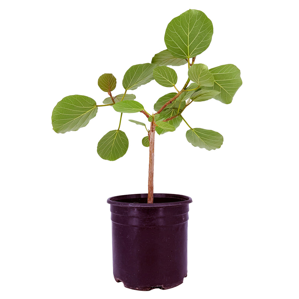 Ficus socotrana