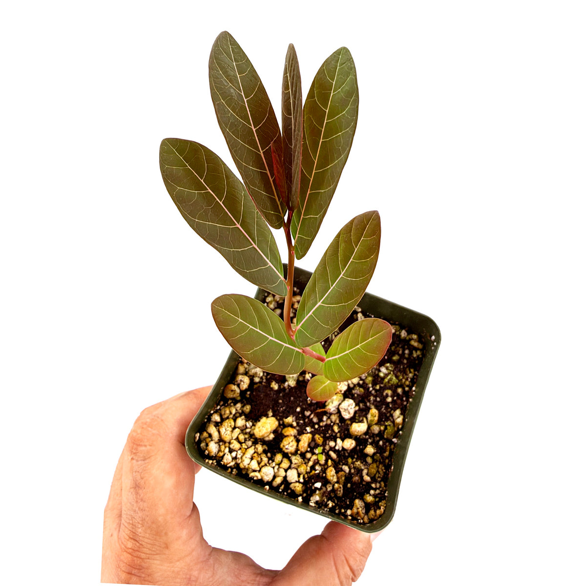 Phyllanthus mirabilis