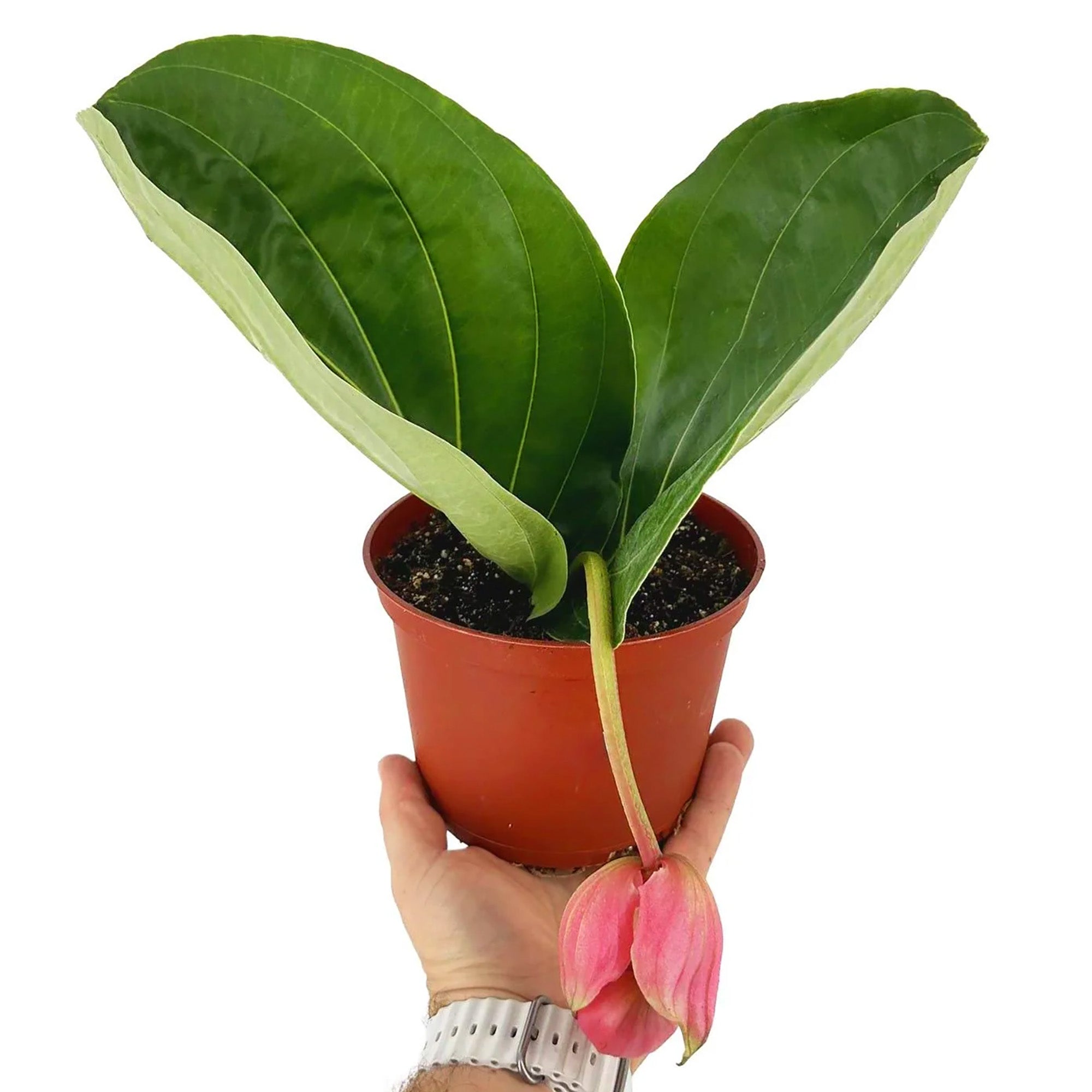 Medinilla magnifica ‘Showy Medinilla'