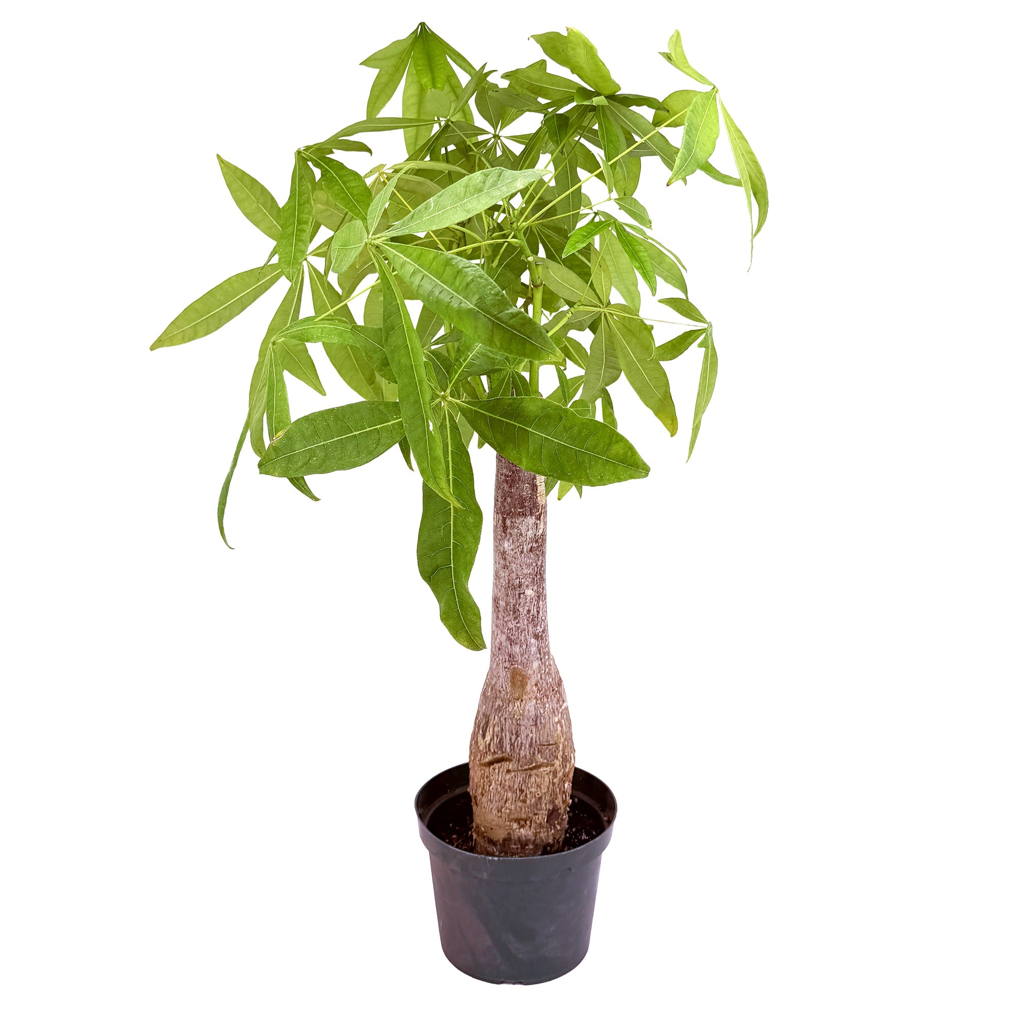 Pachira aquatica ‘Money Tree’ [Stump Form] Wabi-Sabi