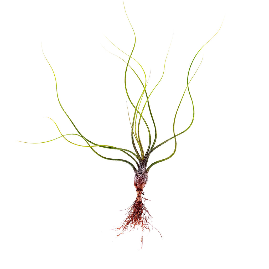 Tillandsia butzii