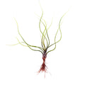 Tillandsia butzii