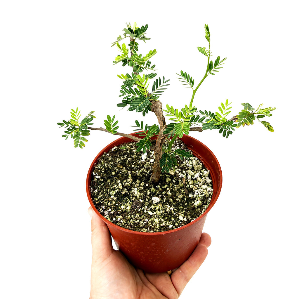 Senna meridionalis