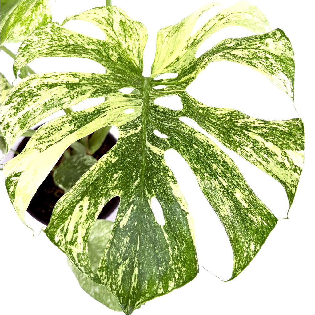 Monstera deliciosa ‘Mint’