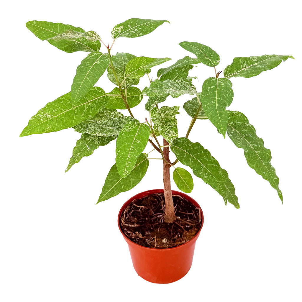 Ficus aspera 'Clown Fig'
