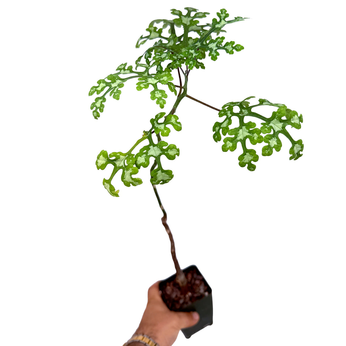 Adenia perrieri