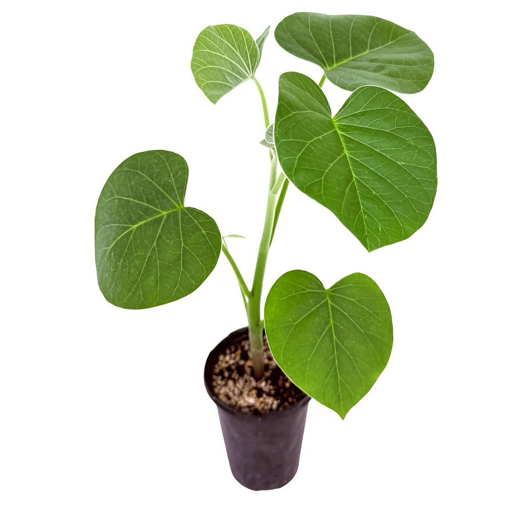 Ipomoea kituiensis