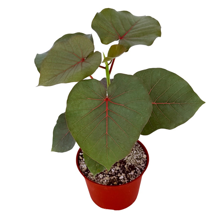 Ficus petiolaris