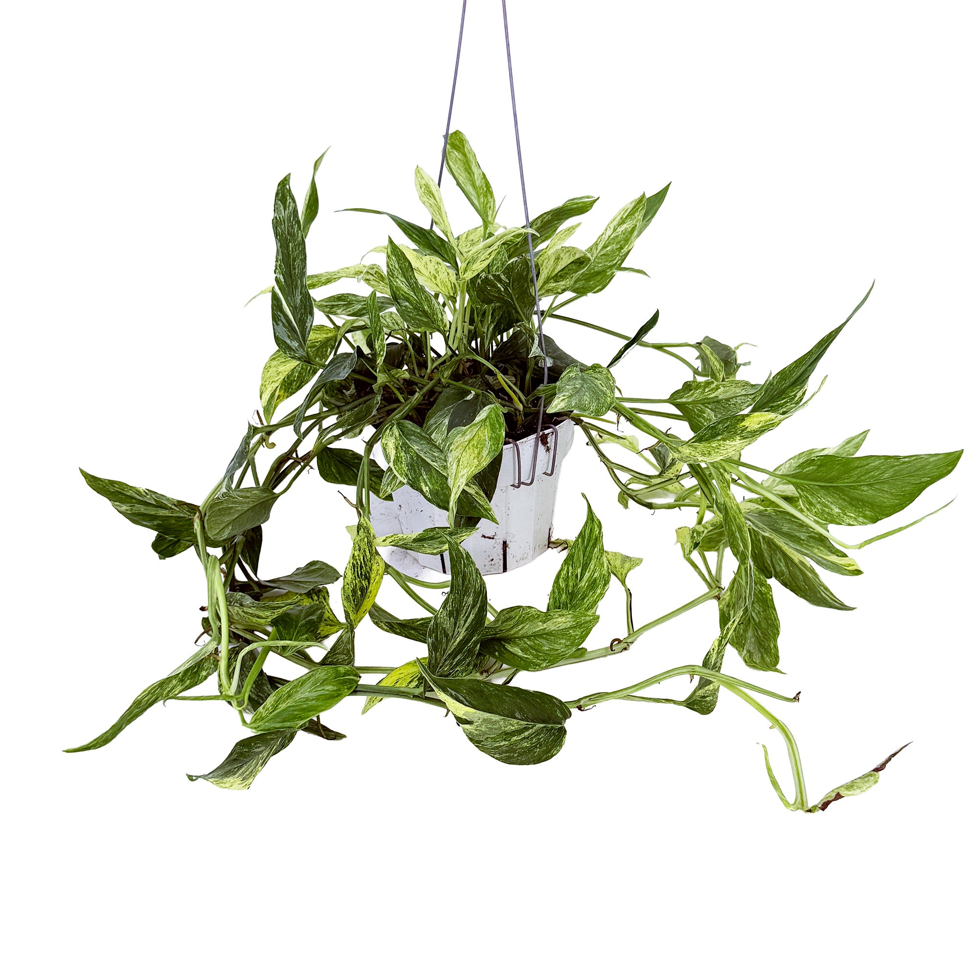 Epipremnum pinnatum 'Mint'