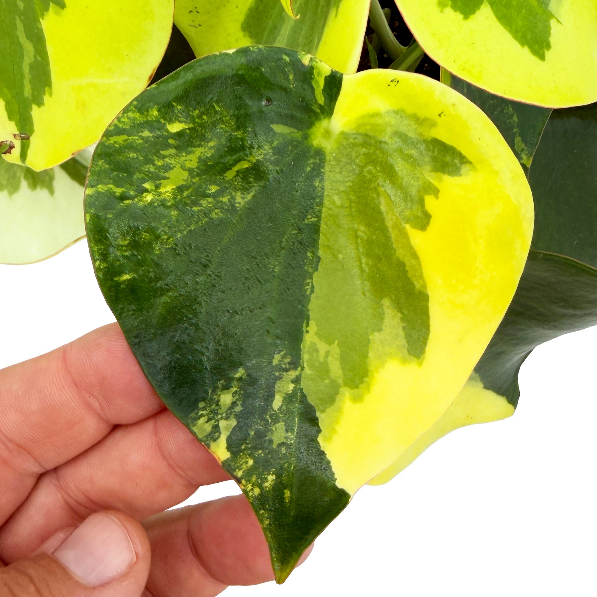 Peperomia polybotrya variegata 'Rain Drop Peperomia'