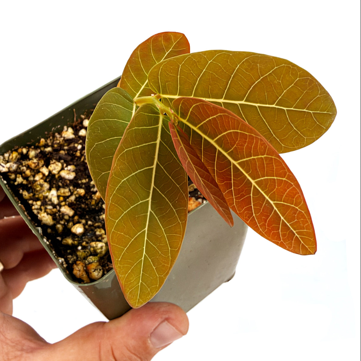 Phyllanthus mirabilis