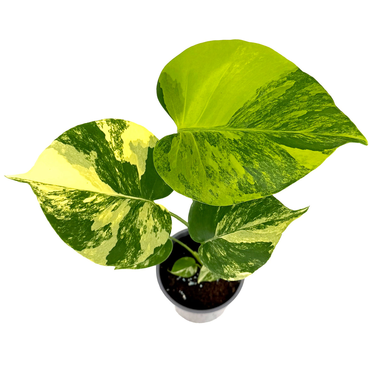 Monstera deliciosa 'Yellow Marilyn' Aurea