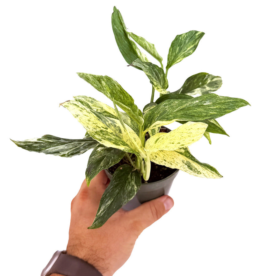 Epipremnum pinnatum 'Mint'