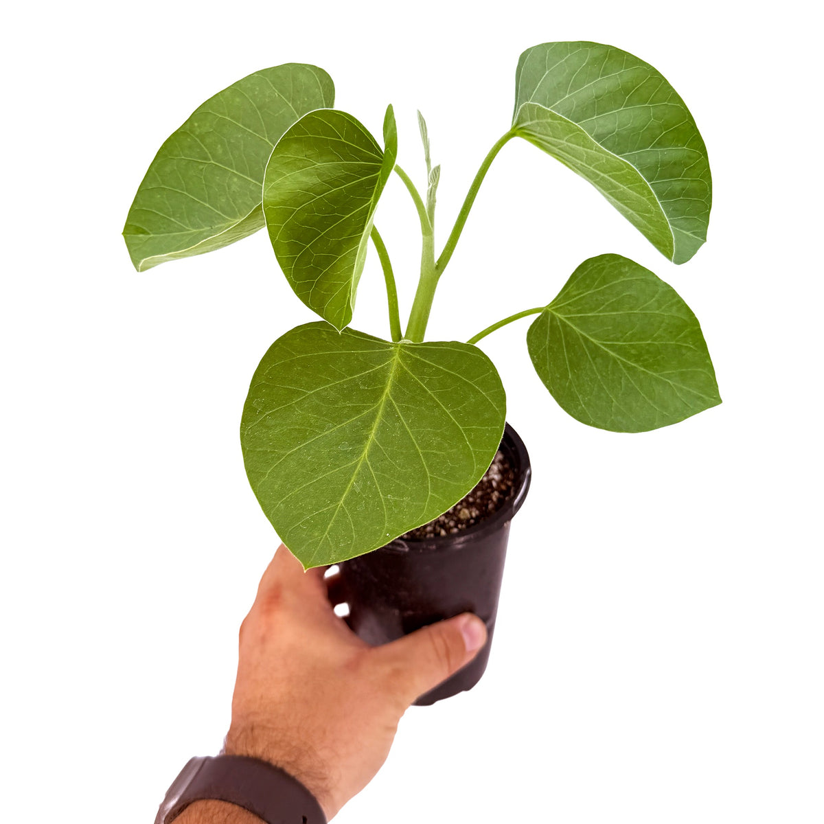 Ipomoea lapidosa