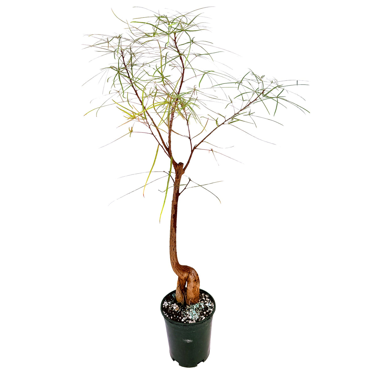 Brachychiton rupestris 'Character Cut Backs'