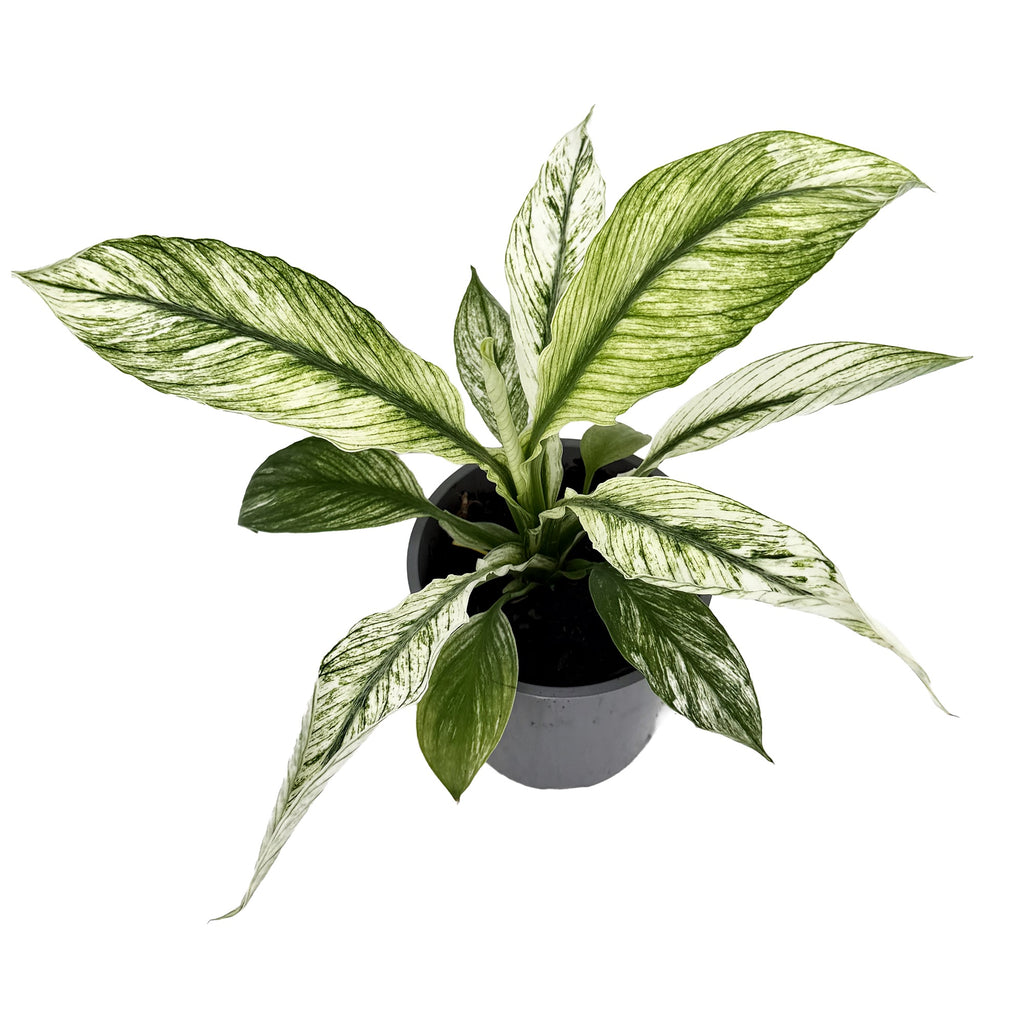 Spathiphyllum ‘Sensation Variegata’