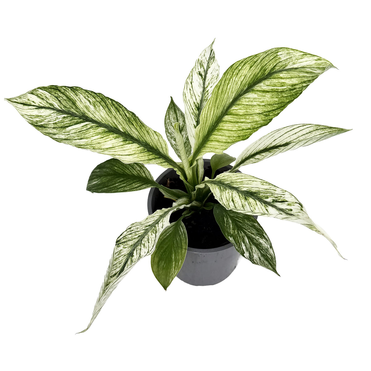 Spathiphyllum ‘Sensation Variegata’