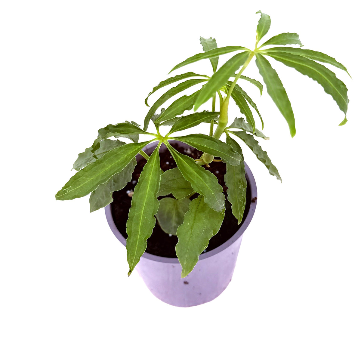 Anthurium polyschistum