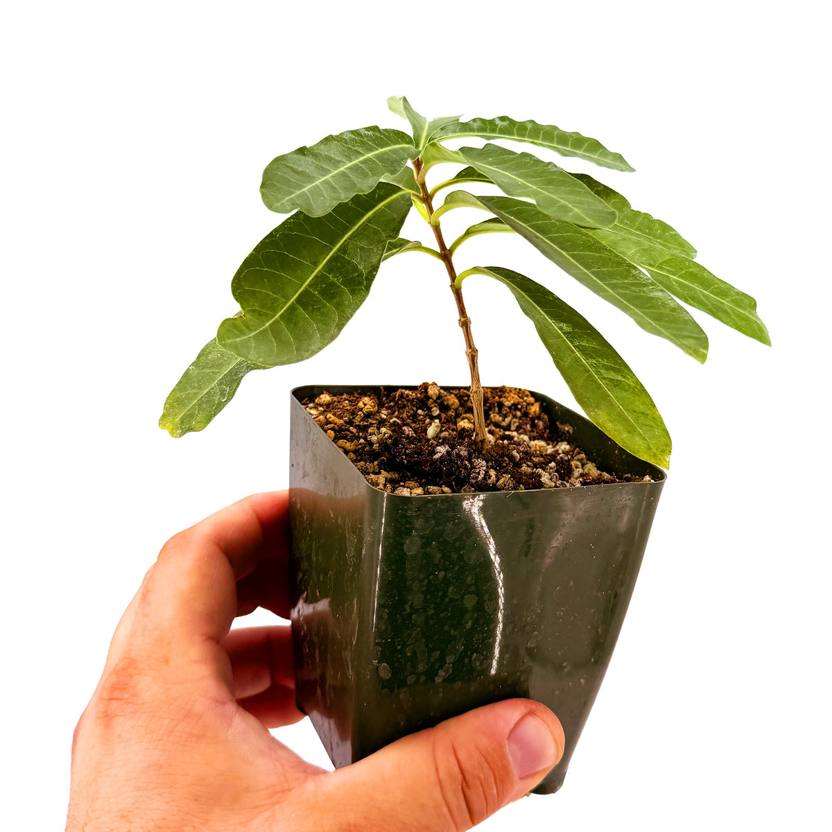 Raphionacme flanaganii