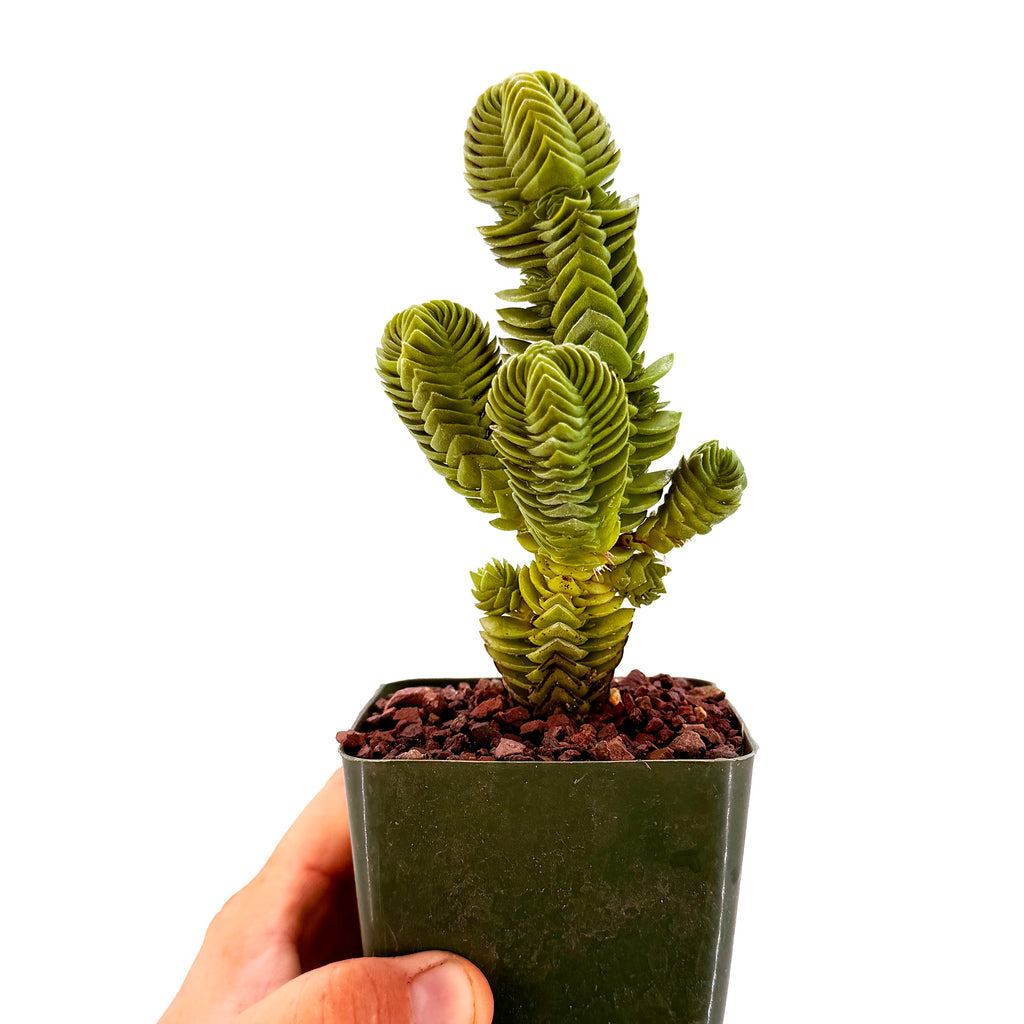 Crassula 'Buddah's Temple'