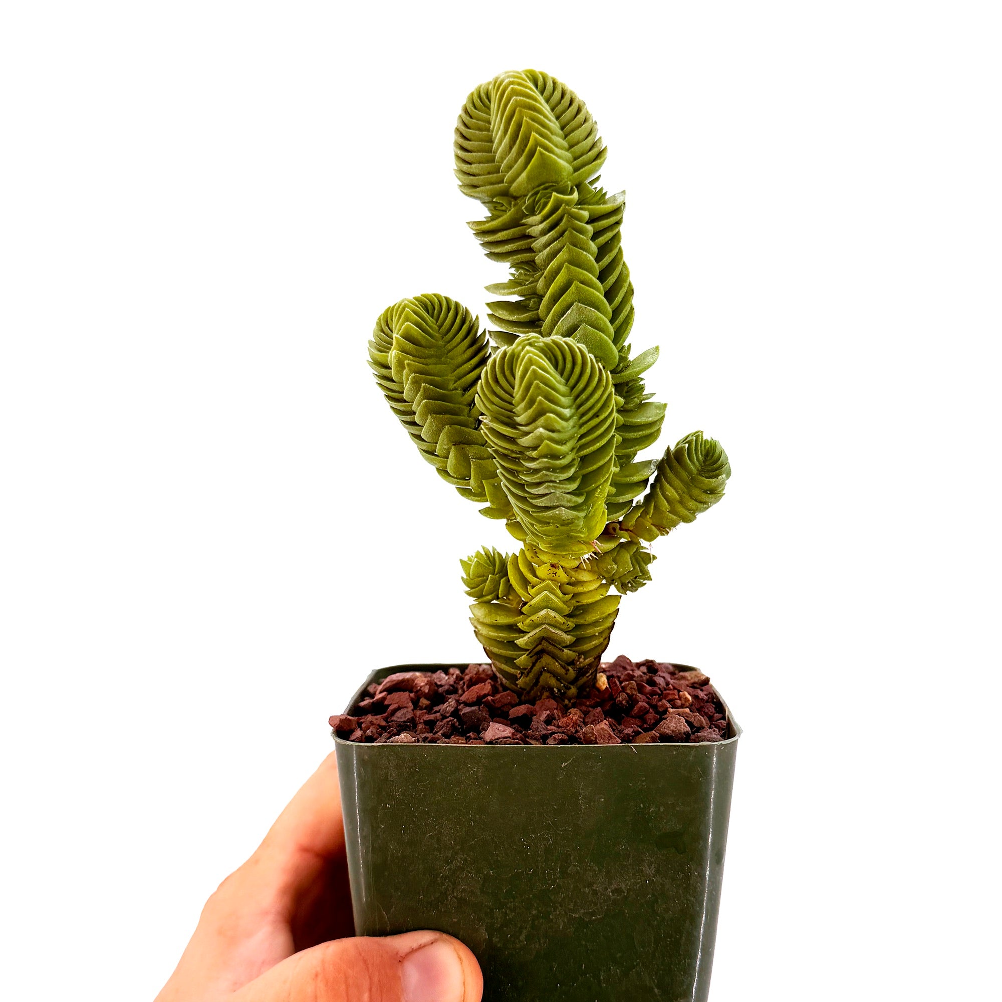 Crassula 'Buddah's Temple'