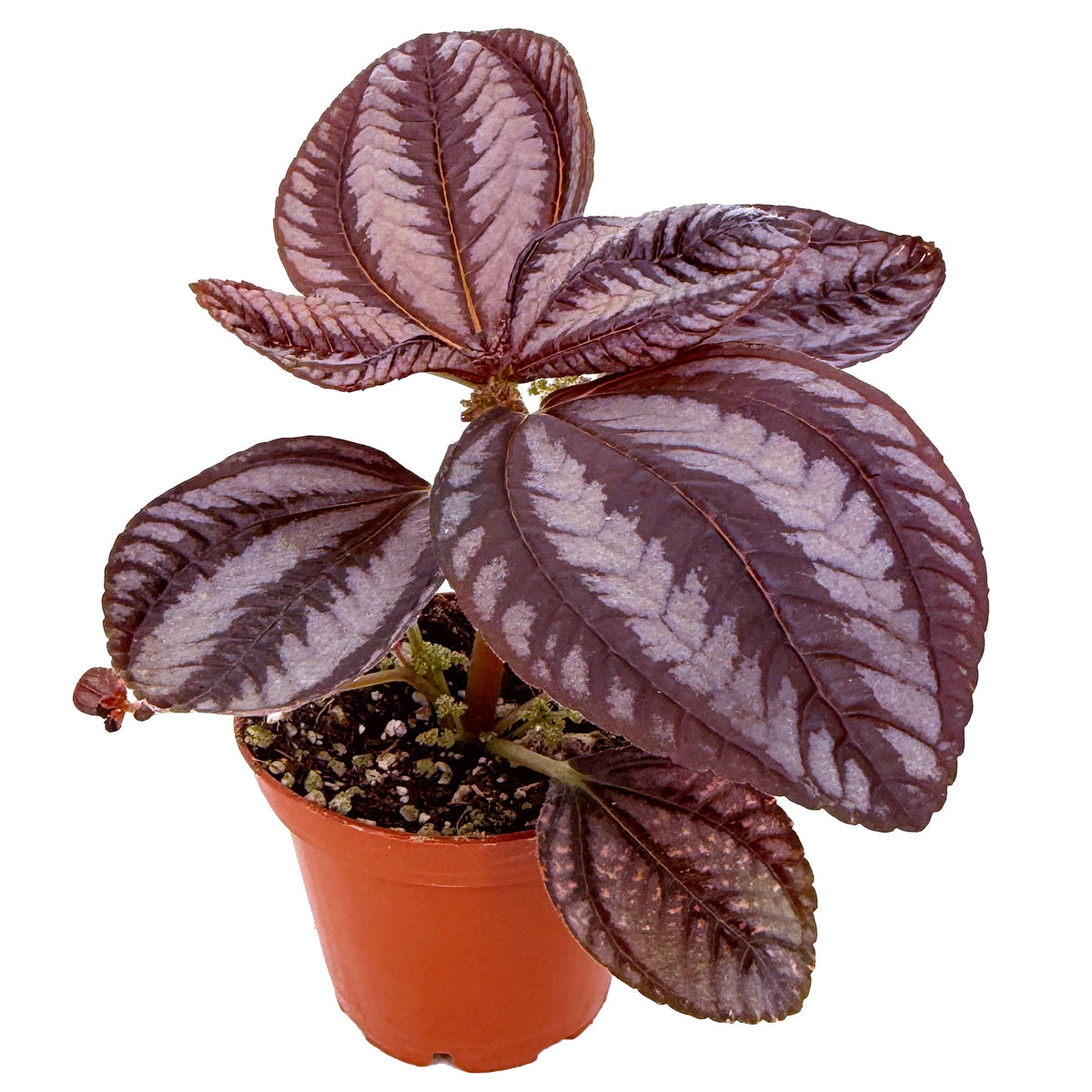 Pilea involucrata ‘Norfolk’