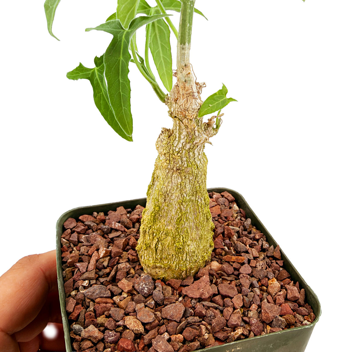 Corallocarpus welwitschii