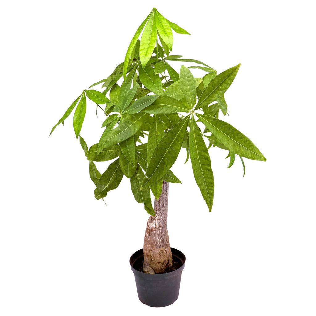 Pachira aquatica ‘Money Tree’ [Stump Form] Wabi-Sabi