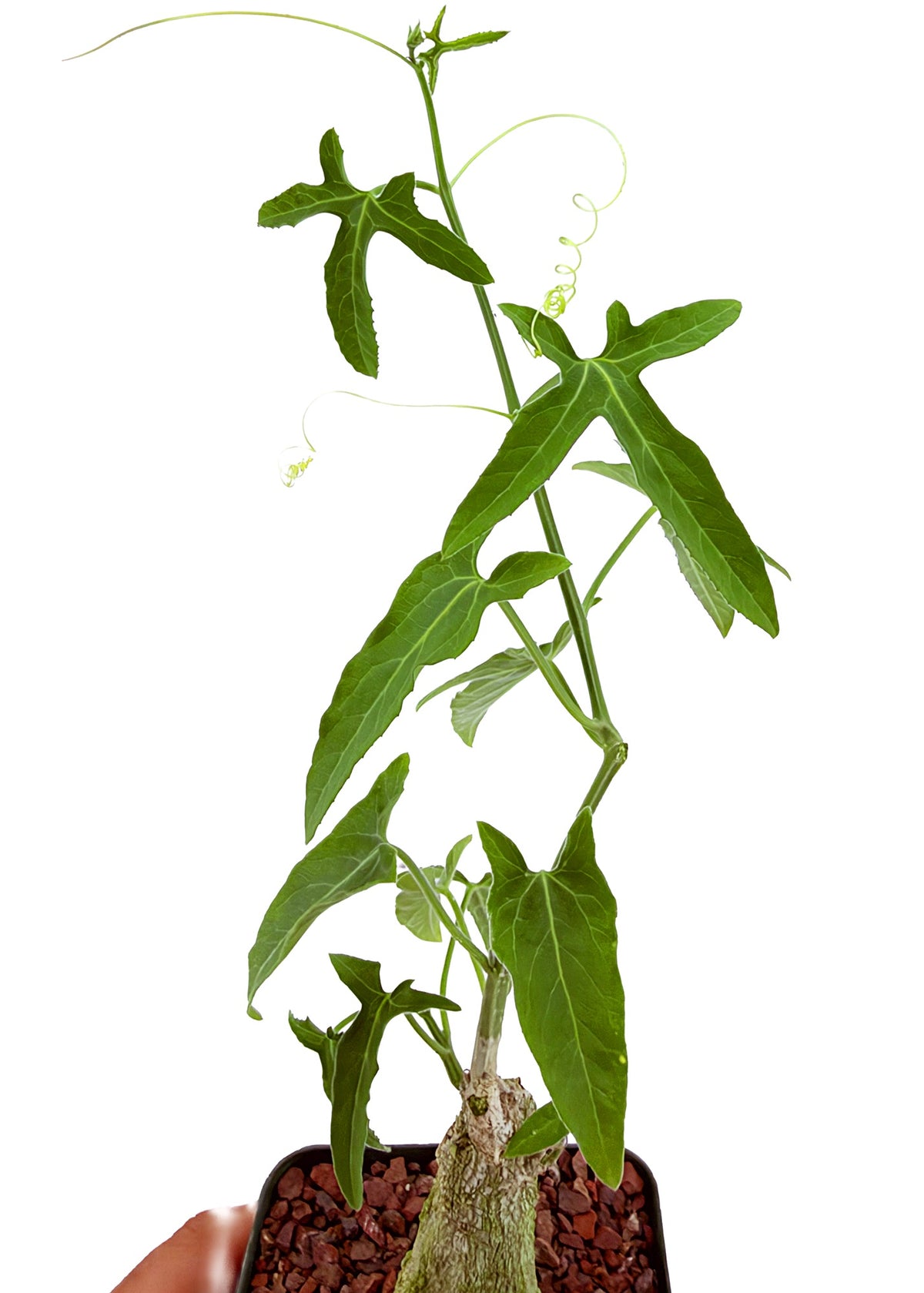 Corallocarpus welwitschii