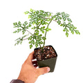 Adenia perrieri