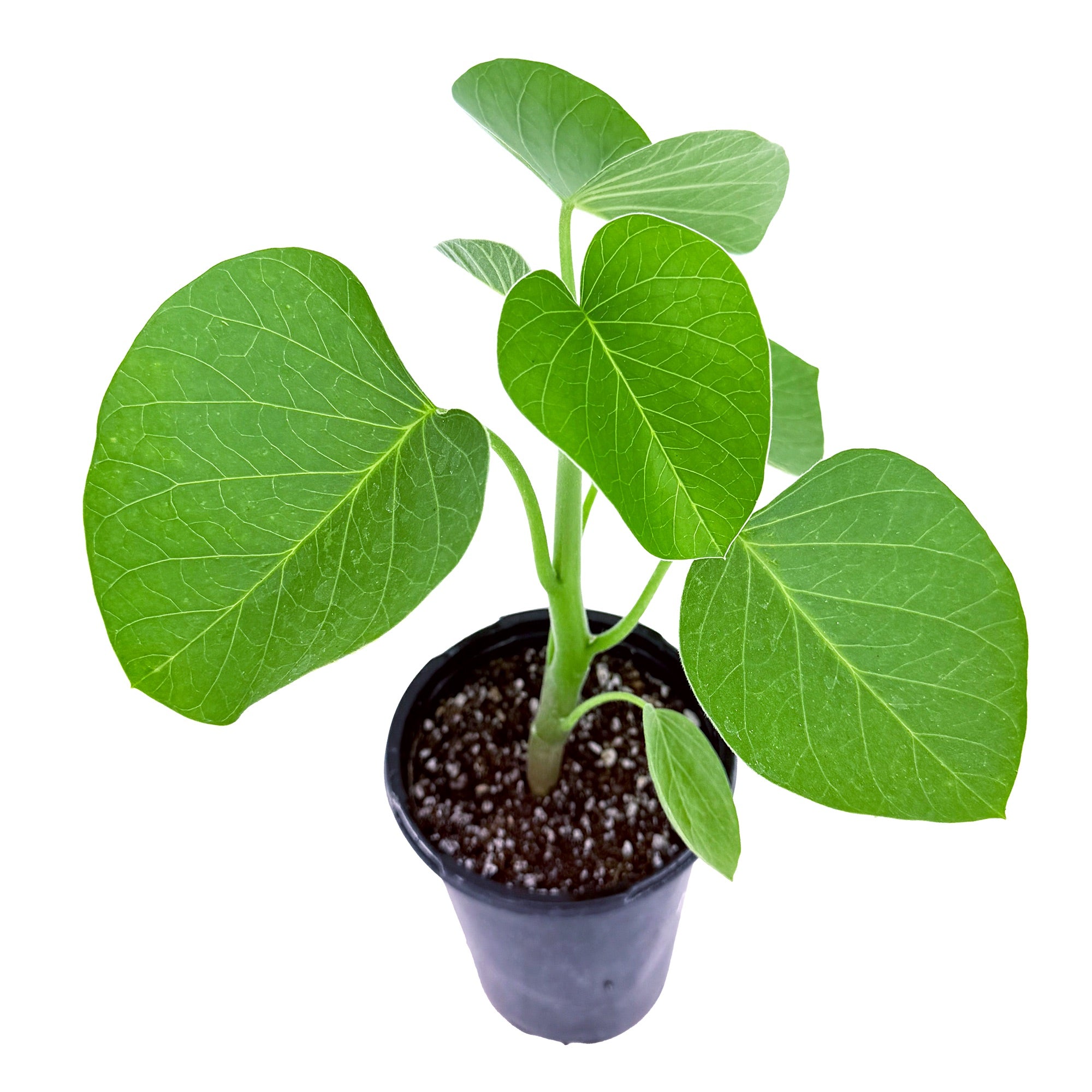 Ipomoea lapidosa