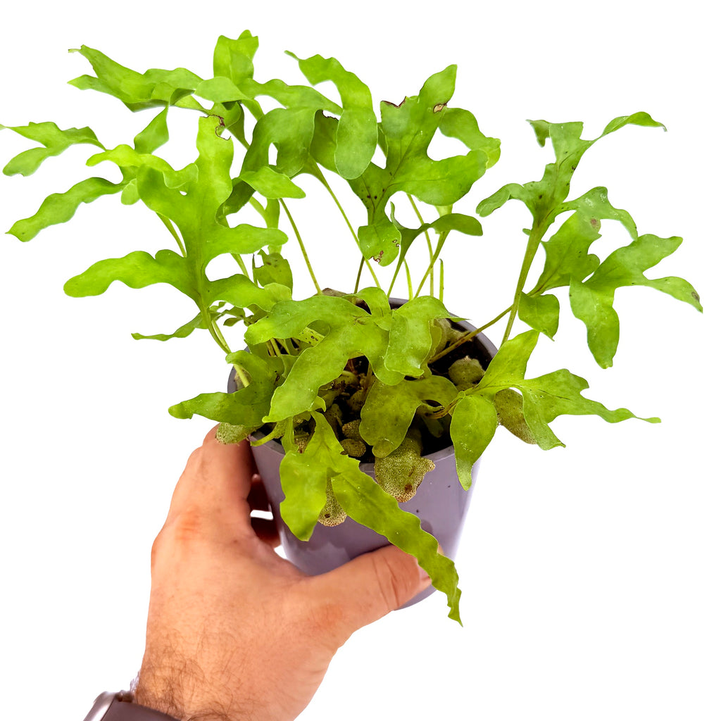 Lecanopteris crustacea 'Ant Fern'