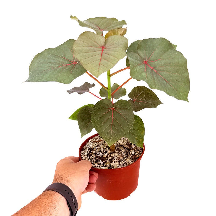 Ficus petiolaris