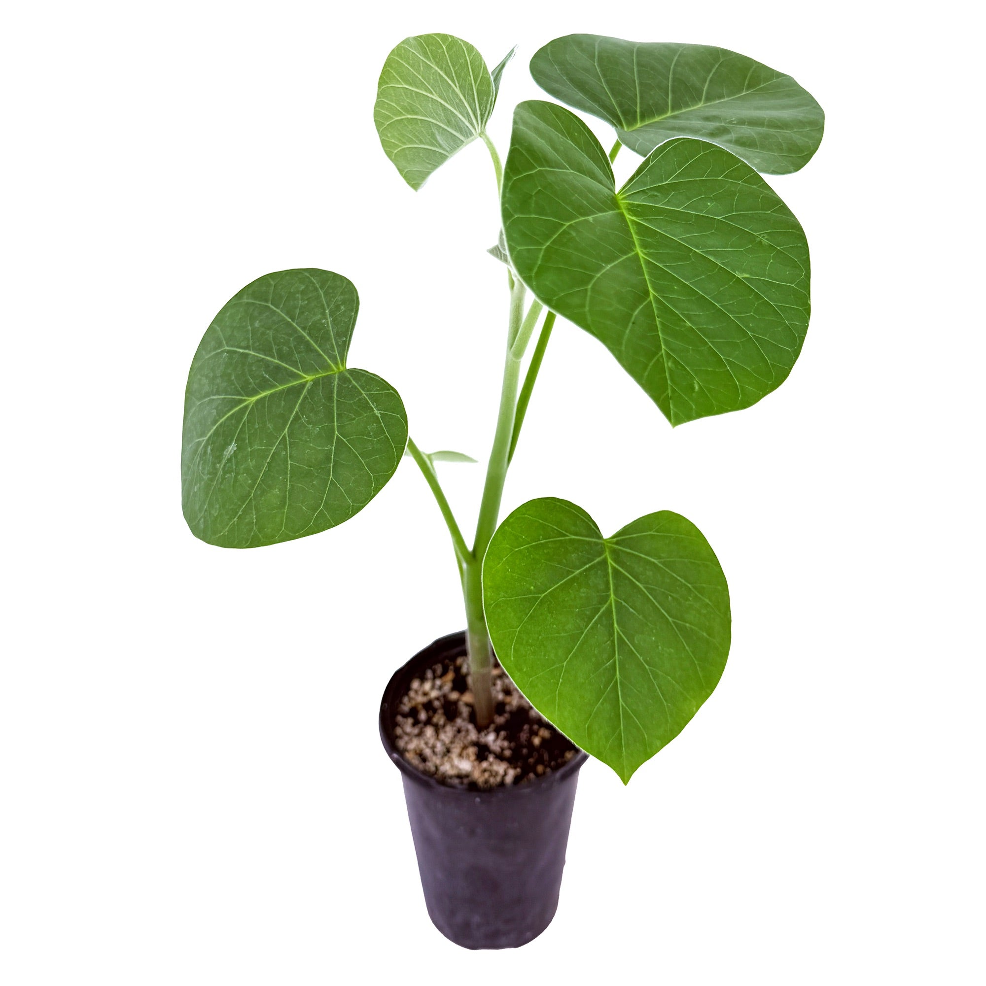 Ipomoea kituiensis