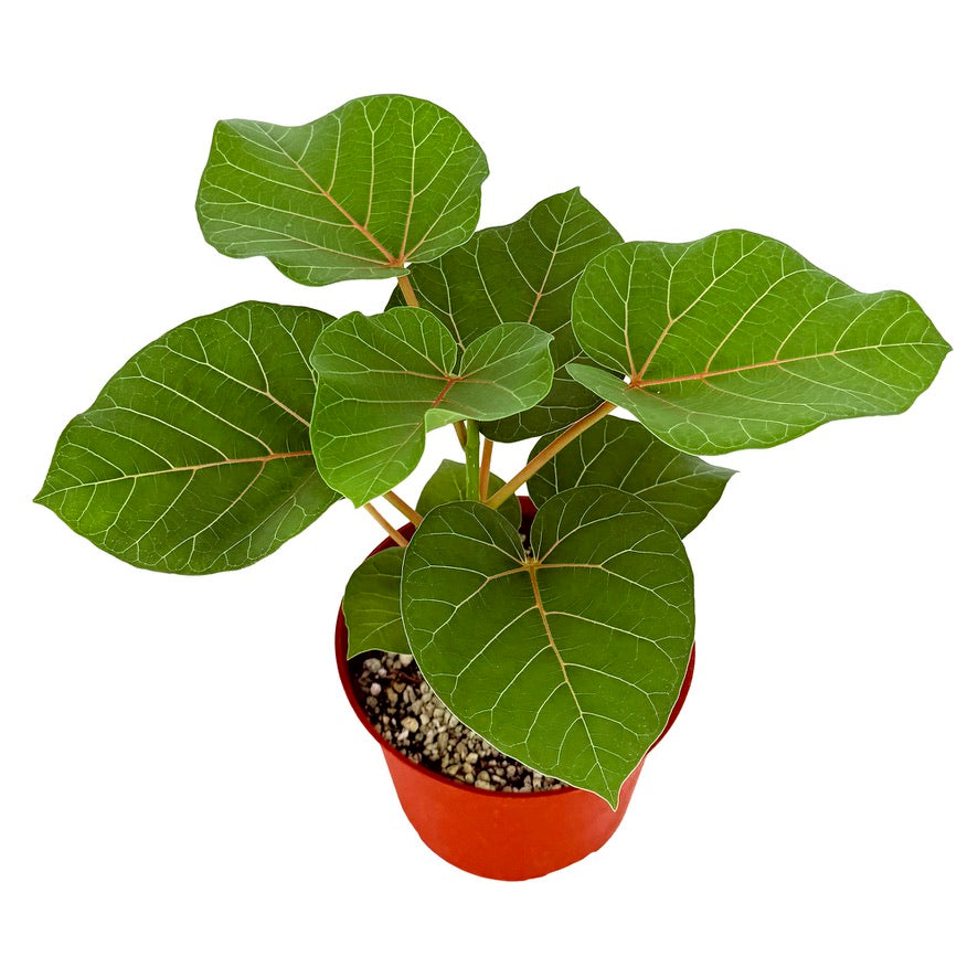 Ficus abutilifolia