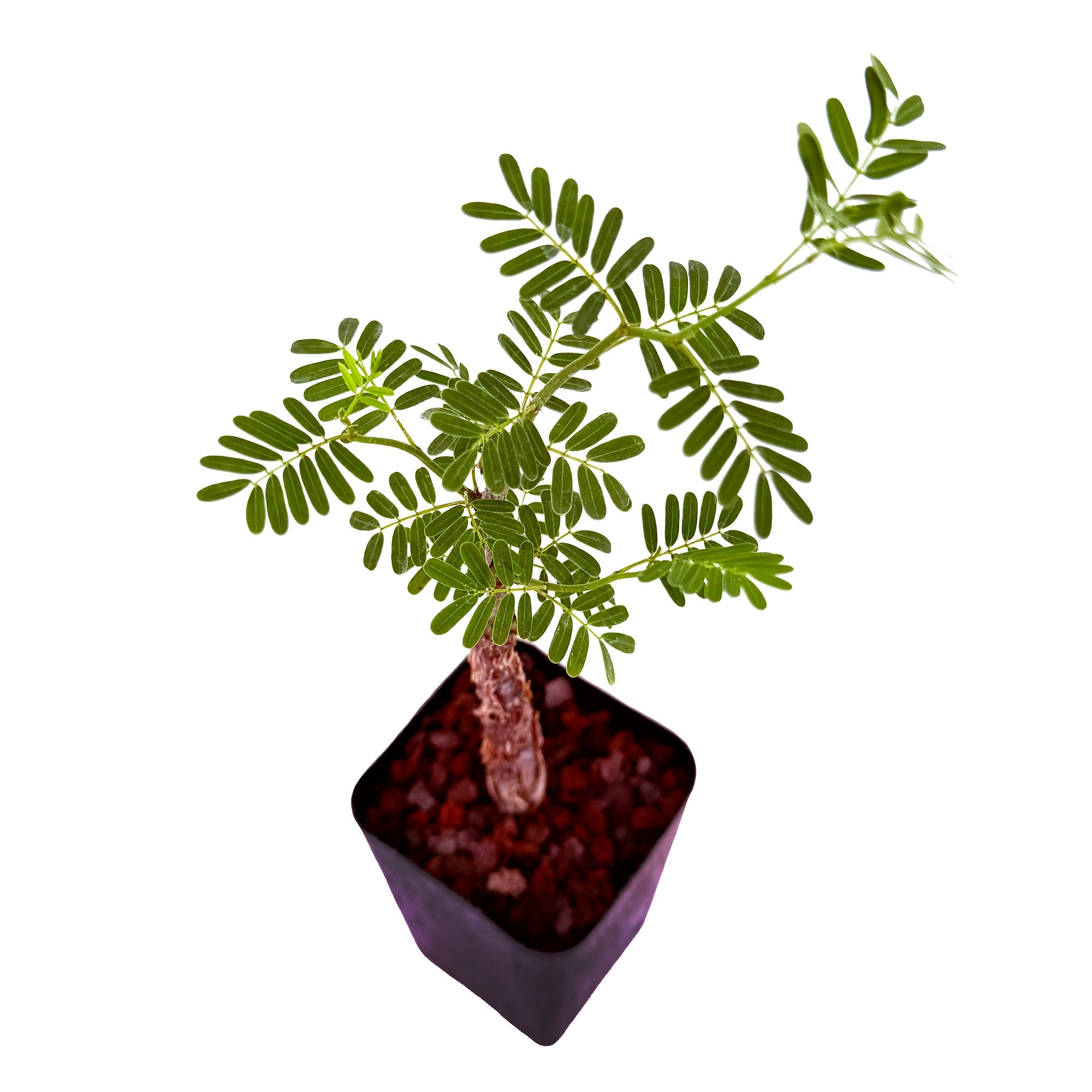 Senna meridionalis