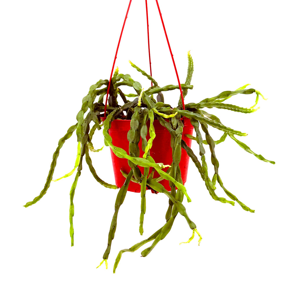 Rhipsalis paradoxa 'Chain Cactus'