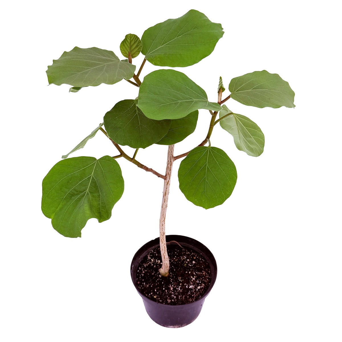 Ficus socotrana