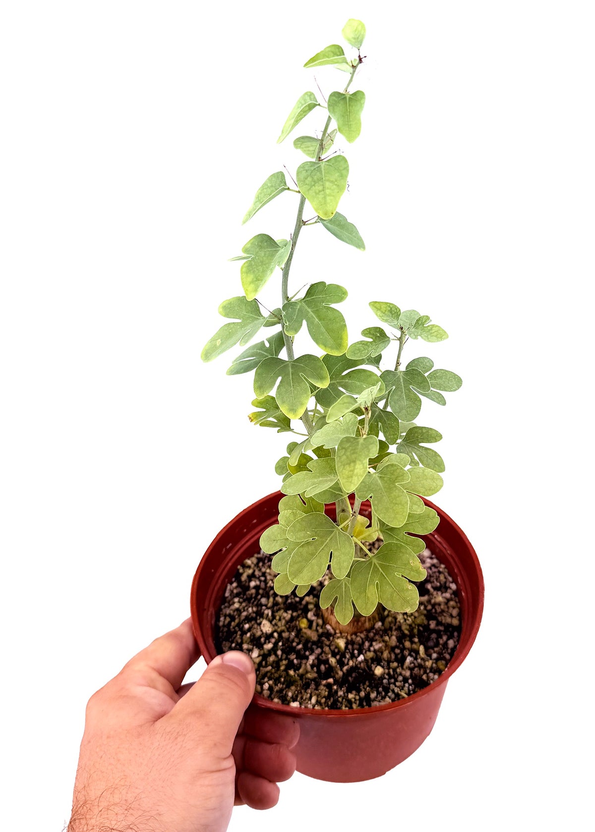 Adenia spinosa