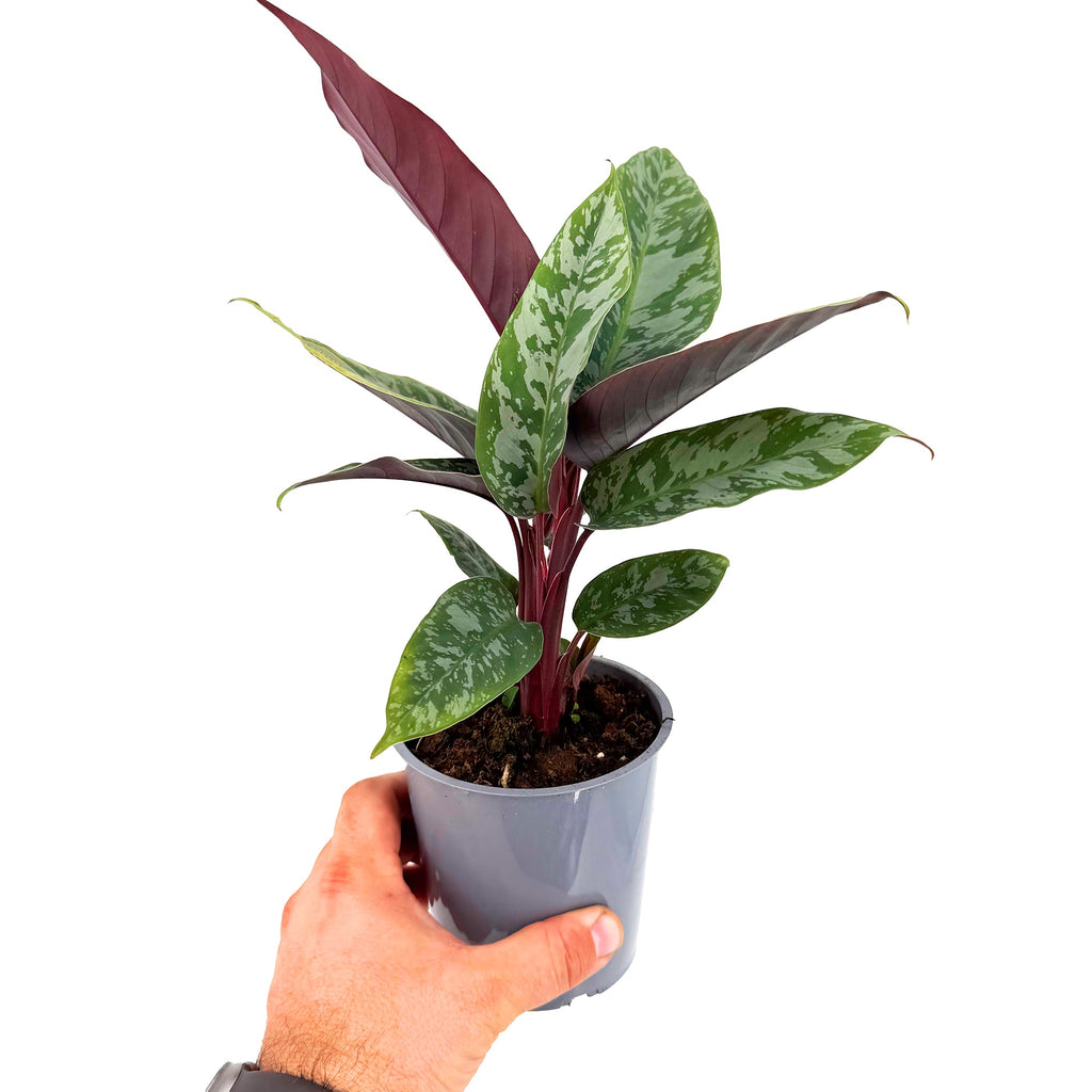 Apoballis acuminatissima ‘Lavallaei’