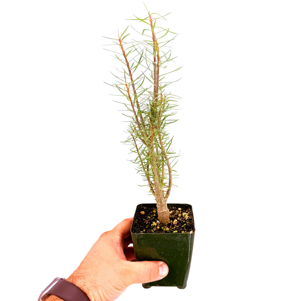 Euphorbia balsamifera 'Sweet Tabaiba'