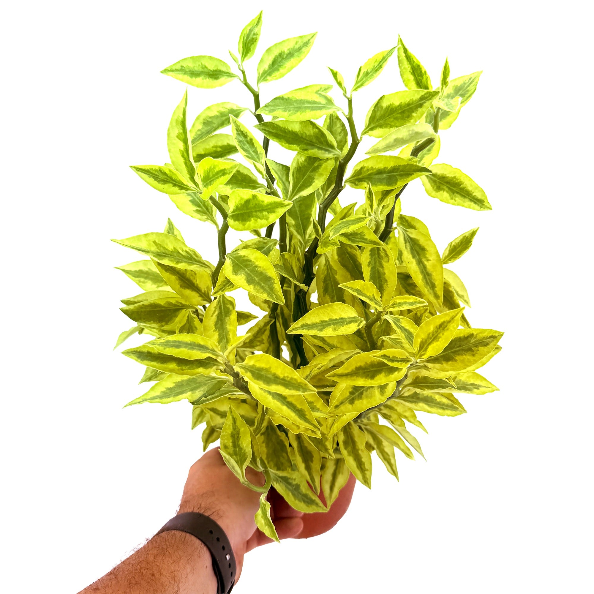 Euphorbia tithymaloides ‘Devil’s Backbone’
