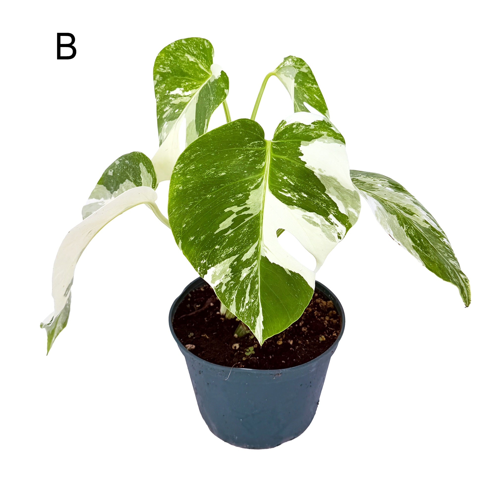 Monstera Borsigiana Albo Variegata