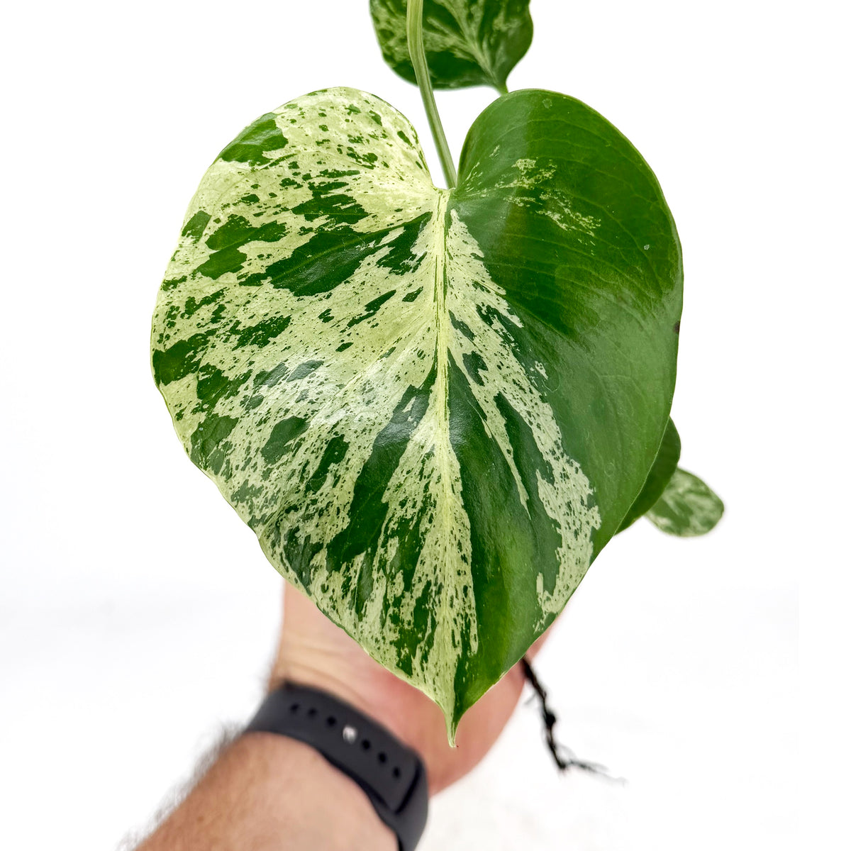 Monstera deliciosa 'Bulbosaur'