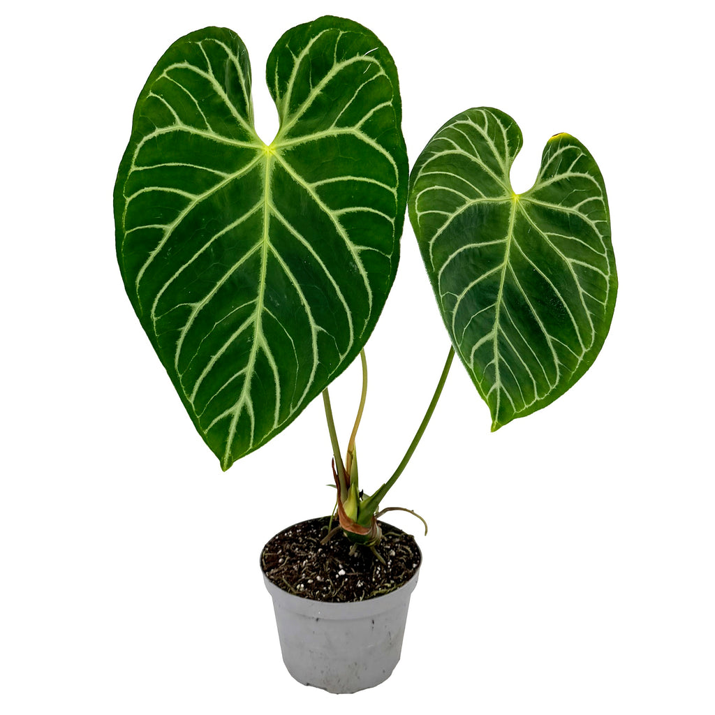 Anthurium magnificum