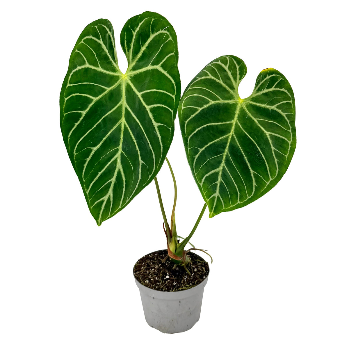 Anthurium magnificum