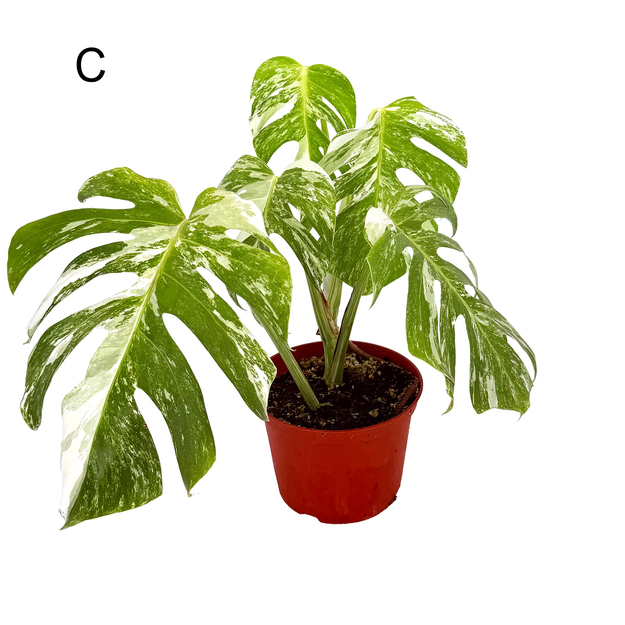 Monstera Borsigiana Albo Variegata