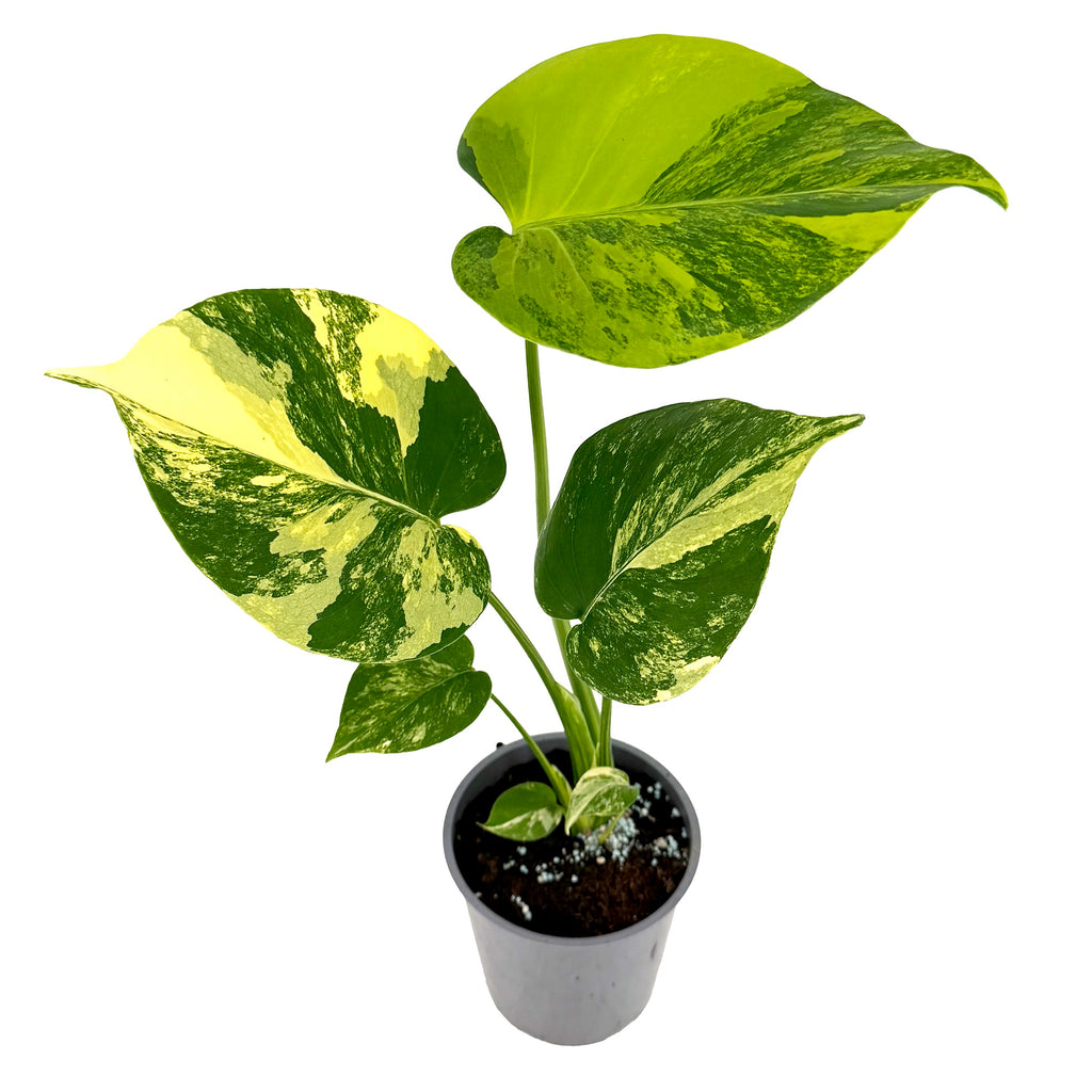 Monstera deliciosa 'Yellow Marilyn' Aurea