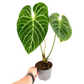Anthurium magnificum