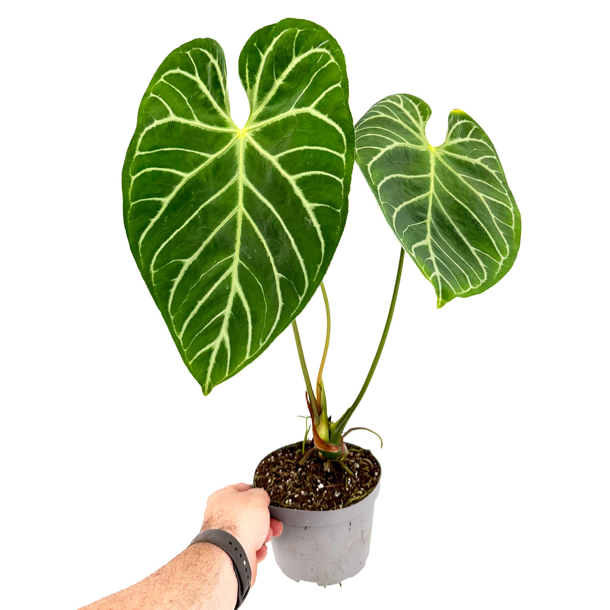 Anthurium magnificum